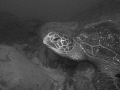   Green Sea Turtle resting Cook Island Fingal Head NSW Australia. Australia  